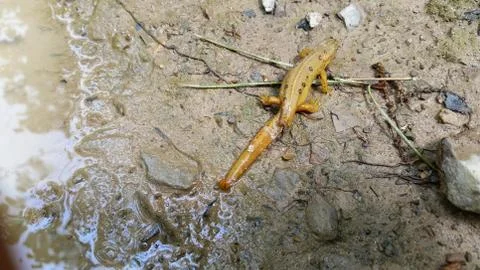 Salamander Stock Photos