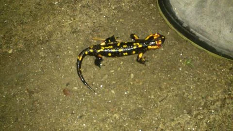 Salamander Stock Photos