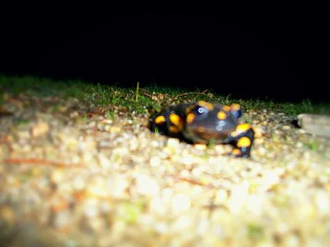 Salamander Stock Photos