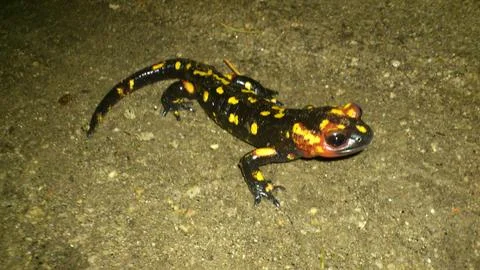 Salamander Stock Photos