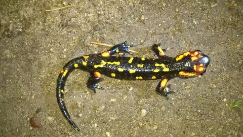 Salamander Stock Photos
