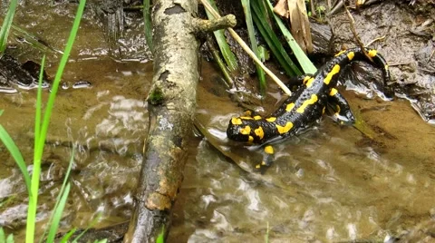 Salamander resting in water Stock Footage 68849160