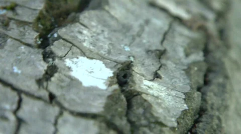 Salamander reveal Stock-Footage 566520