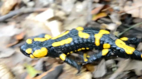 Salamander is running in the forest Stock Footage 46786720