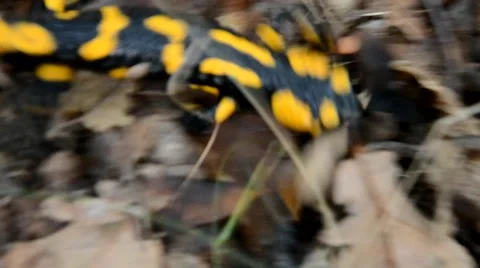 Salamander is running in the forest Stock Footage 46786908