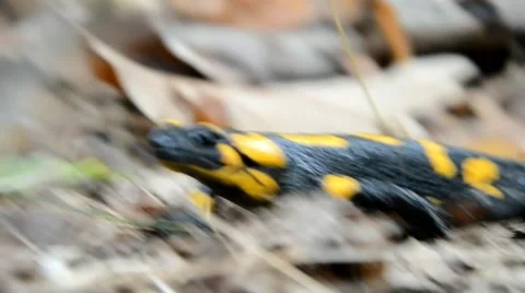 Salamander is running in the forest Stock-Footage 46787128