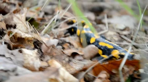 Salamander is running in the forest Stock Footage 46787194