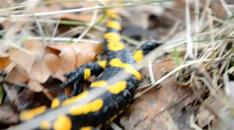 Salamander is running in the forest Stock Footage 46787322
