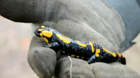 Salamander is running in the forest Stock Footage 46787670