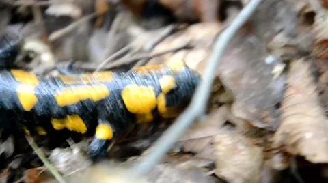 Salamander is running in the forest Stock Footage 46788075