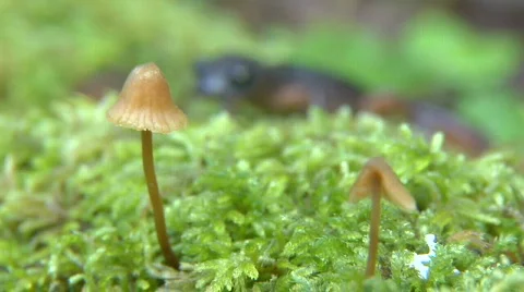 Salamander shroom rack Stock-Footage 566522