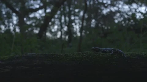Salamander Sitting on a Log Stock Footage 55269336