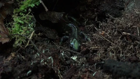 Salamander sitting still in mossy tree log Video stock 81214610