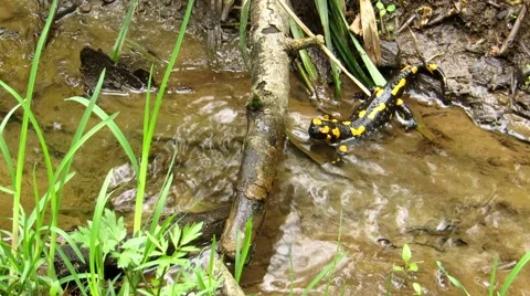 Salamander in a small river Stock Footage 68849114