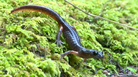 Salamander still Stock-Footage 566524