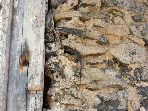 Salamander on the stone wall Stock Photos