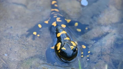 Salamander stuck in cold water. Close up view of small amphibian Stock Footage 154990670