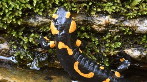 Salamander Stock Video Footage Royalty Free Salamander Videos Page 3