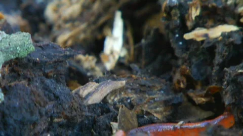 Salamander tilt Video stock 566527