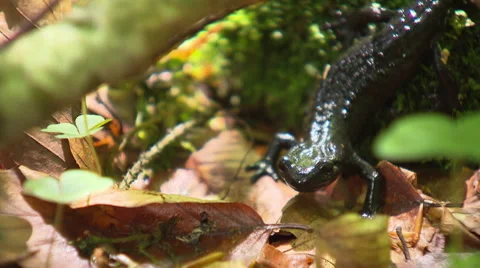 Salamander in the undergrowth Close up Stock Footage 65716951