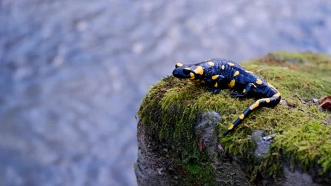 Salamander waits on a rock by the stream Stock Footage 256166086