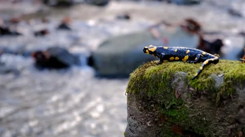 Salamander waits on a rock by the stream Stock Footage 256166186