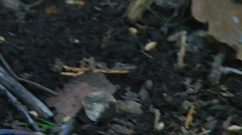 Salamander walk 2 Stock-Footage 566541