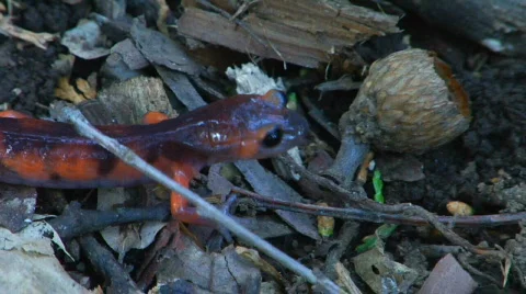 Salamander walk Stock-Footage 566530