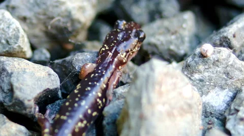 Salamander Walking Around - 01 Stock Footage 46352676
