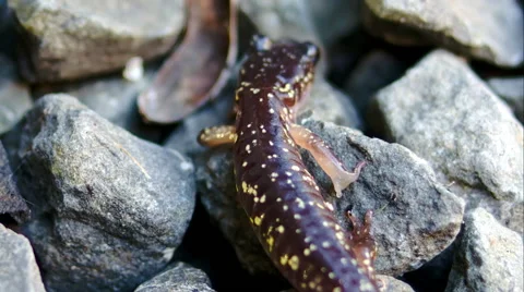 Salamander Walking Around - 02 Video stock 46353238