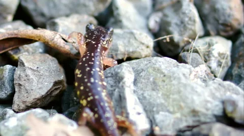 Salamander Walking Around - 03 Stock Footage 46353299