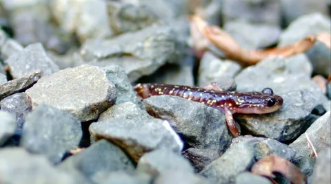 Salamander Walking Around - 04 Stock Footage 46353840