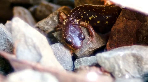 Salamander Walking Around - 05 Stock Footage 46354239