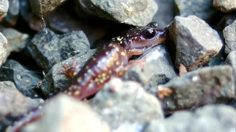 Salamander Walking Around - 06 Video stock 46355520