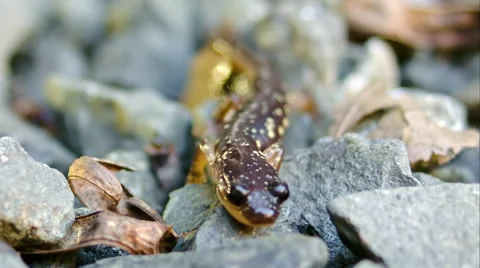 Salamander Walking Around - 07 Stock Footage 46355672