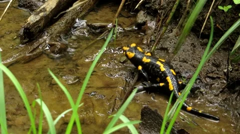 Salamander wants to hide Stock Footage 68849122