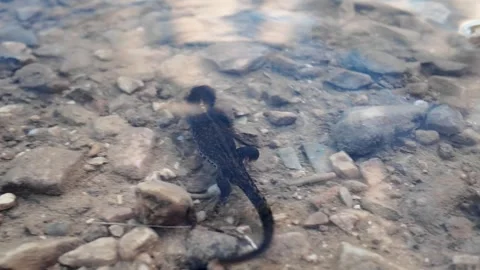 Salamander in the water. Stock Footage 317629429
