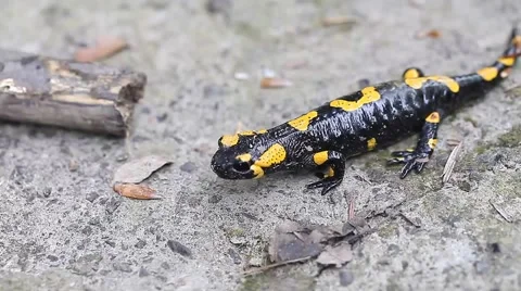Salamander in the Wild Stock Footage 51033976