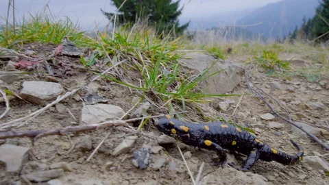 Salamander in the Wild Stock-Footage 99394379