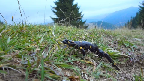 Salamander in the Wild Stock Footage 99570906