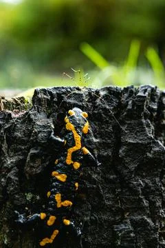 Salamander in the wild with an insect. Stock Photos