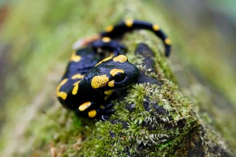 Salamander in the Wild Stock Photos