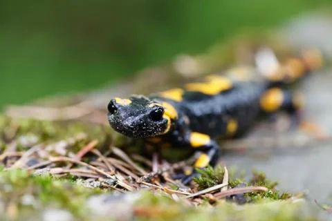 Salamander in the Wild Stock Photos