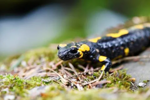 Salamander in the Wild Stock Photos