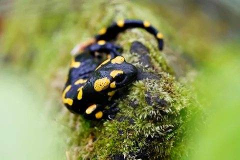 Salamander in the Wild Stock Photos