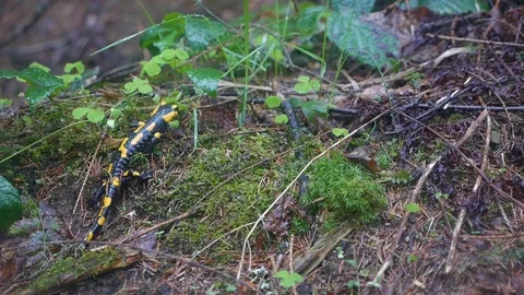 Salamander in the woods Stock Footage 107659090