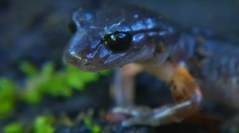 Salamander XCU Video stock 566544