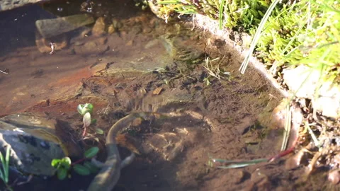Salamanders Stock Footage 226383602