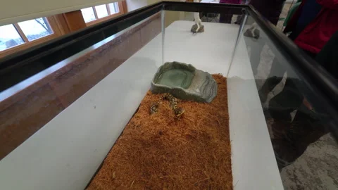 Salamanders in Terrarium Stock Footage 271152881