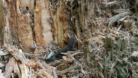 Salamandra climbing tree log, Cynops pyrrhogaster Stock Footage